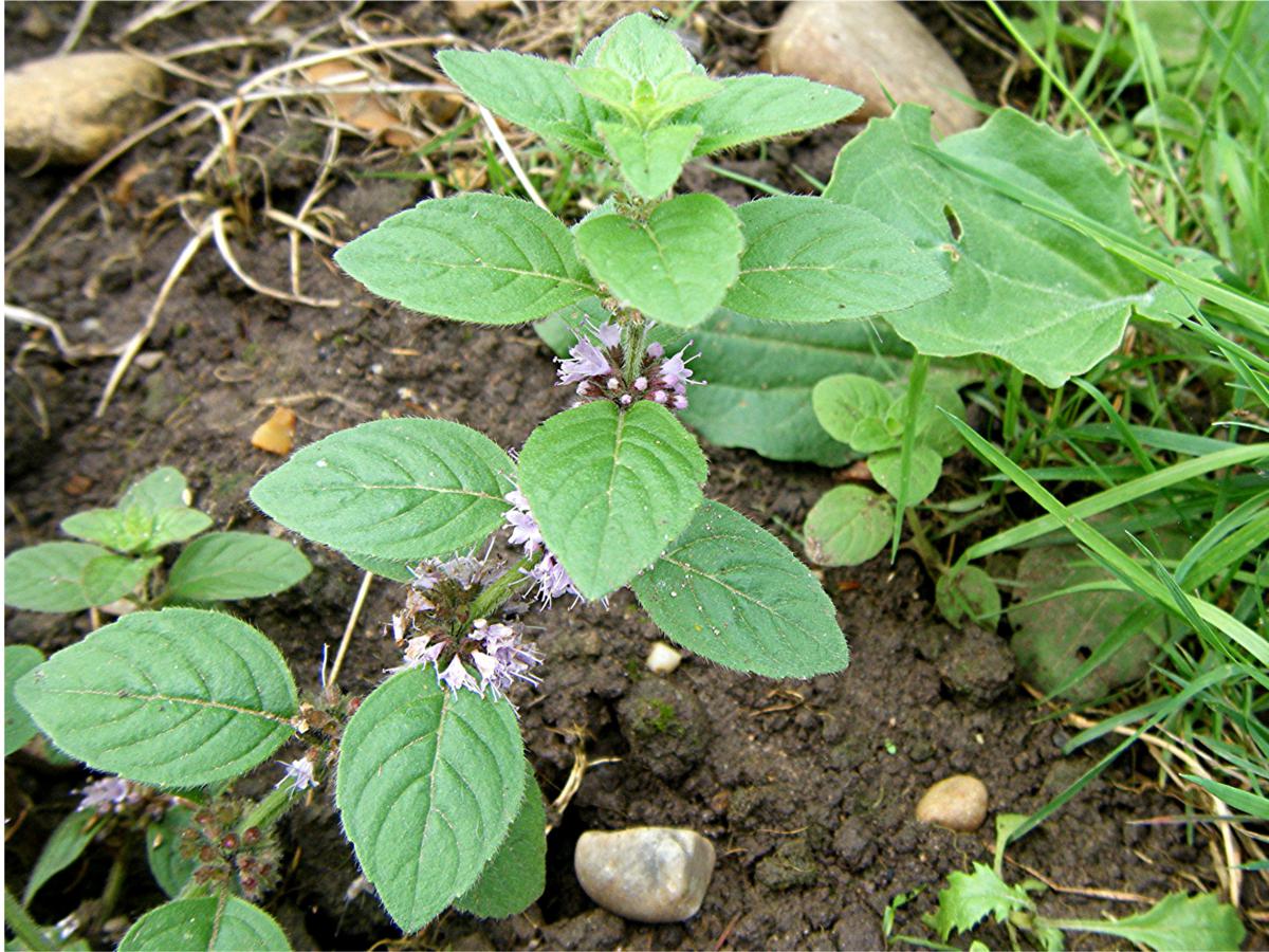 Mentha arvensis
